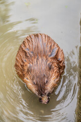 Wild animal Muskrat, Ondatra zibethicuseats, eats on the river bank