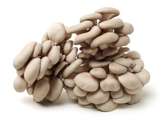 oyster mushroom on white background
