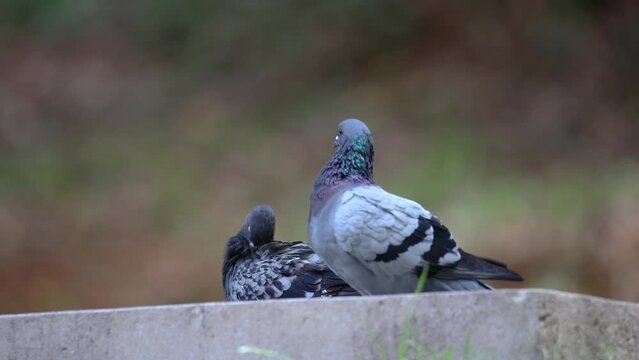 Nature wildlife footage of a pair Pigeon bird