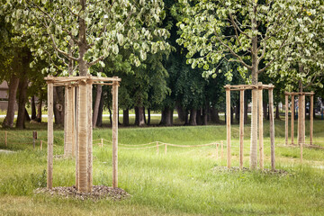 Planting Young Trees and Ptotective Support Tree Linden Seedlings. Restoration City Park. Urban...
