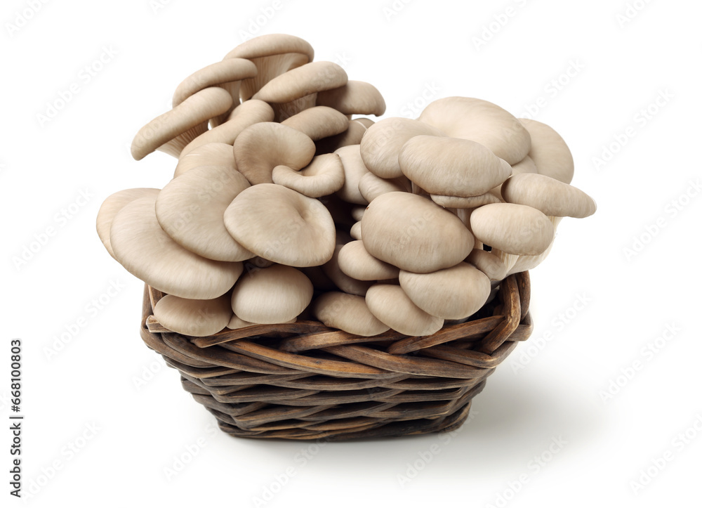 Wall mural oyster mushroom on white background - Wall murals