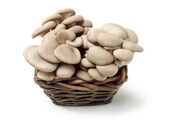 oyster mushroom on white background