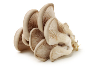 oyster mushroom on white background