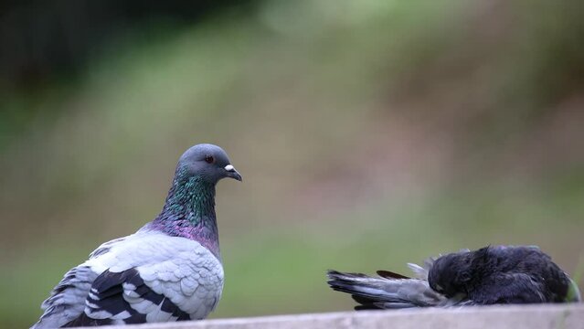 Nature wildlife footage of a pair Pigeon bird