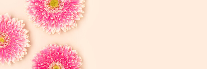 Banner with pink gerbera flowers on a beige background. Creative floral composition.