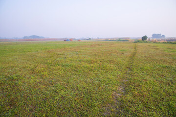 Fototapeta na wymiar Foggy Green Field in Morning Sunrise