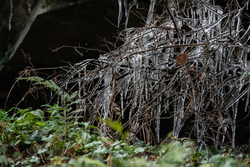 Phenomenal icicles on bushes and grass, moss on rocks in the background. Low temperature in the mountains and high air humidity.