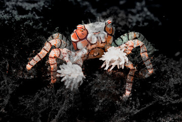 pom pom crab © Kaen S.