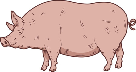 Illustration of a large fat pig isolated on white background. Pork meat. Design element for poster, menu ,card.