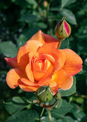 Beauty of blooming orange shrub rose named Lady of Shalott in early summer 2