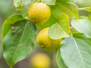 Yellow wild apples ripen on a branch. The Fruit Harvest. Autumn. Soft and selective focus.