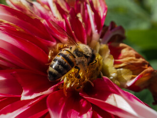 Honey bee collecting flower essence from flowers