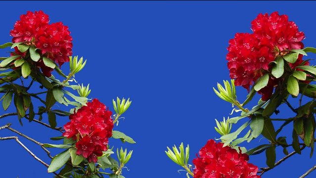  flowers Azalea Rhododendron  on a blue screen in a garden on a farm. singing birds