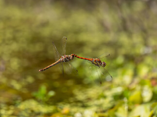 Common Darter Dragonfly Flying and Mating
