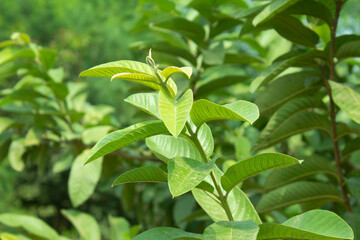 Green leaves of guava tree on the nature background in the garden