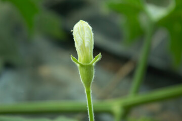 Bottle gourd flower blooming in the garden, closeup of photo