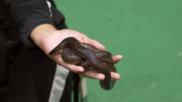 Coiled in it handler's hand, a white-bellied rat snake Ptyas fusca is displayed inside a zoo in Bangkok, Thailand.