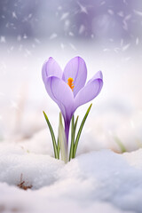 Beautiful Crocus Flower in Snow
