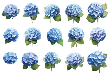 Schilderijen op glas Blue hydrangea vector set isolated on white background © Diana