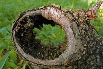 Fotografia macro concettuale con tronco di albero cavo con vista del prato sullo sfondo