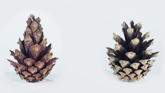 pine cones on a white