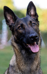 Portrait of a Belgian Shepherd 