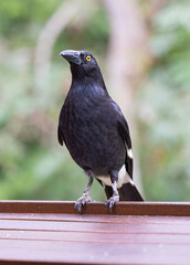 Pied Currawong black bird perched in natural native habitat, New South Wales, Australia