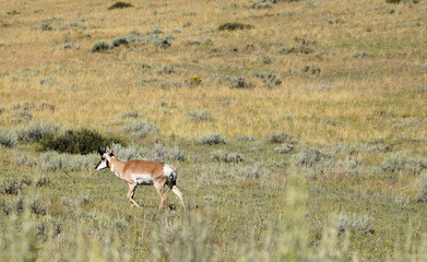 Antelope Wandering The Sage Brush In Colorado