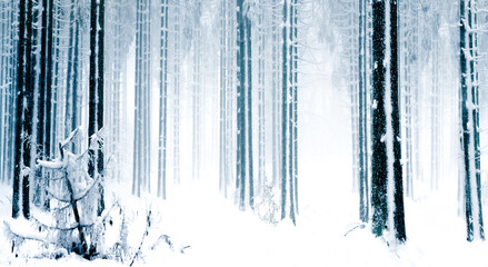 bright snow forest panorama