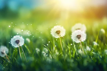 Fotobehang dandelion on green grass © dragan jovic