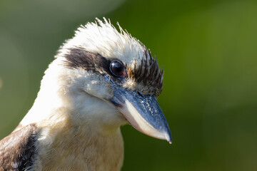 Close up of a laughing Kookaburra perched in natural native habitat