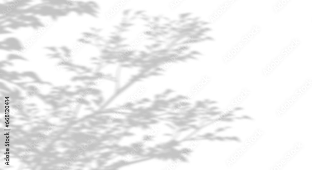 Poster isolated realistic shadow tropics trees branches leaves movement 3d rendering png
