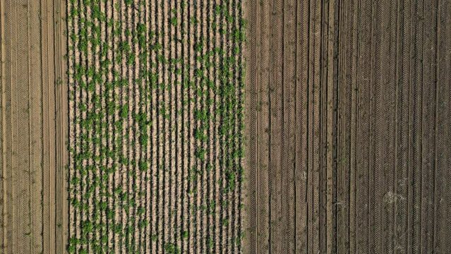 Reihen und Muster vertrockneter landwirtschaftlicher Pflanzen auf einem Feld, direkt von oben gesehen als Drohnenansicht