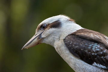 Close up of a laughing Kookaburra perched in natural native habitat