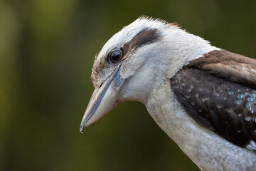 Close up of a laughing Kookaburra perched in natural native habitat