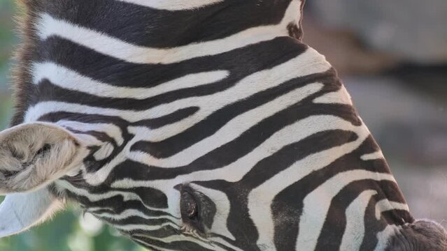 Close-up of an African zebra. A wild animal is a non-taxonomic group of horses. Vertical video