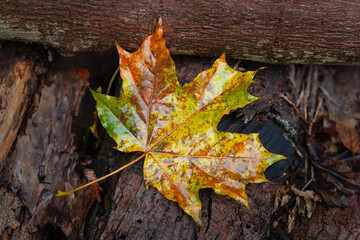 Wet fallen maple leaf. Yellow leaf. Fading leaf close-up. Selective focus