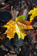 Wet maple leaf. Yellow fallen leaf in the rain. Fading leaf close-up. Selective focus
