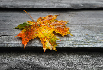 Naklejka na ściany i meble Wet leaf. Colorful fallen leaf. Withering leaf close-up. Wooden surface. Soft focus