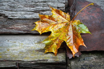 Naklejka na ściany i meble Wet leaf. Colorful fallen leaf. Fading leaf close-up. Country style. Soft focus
