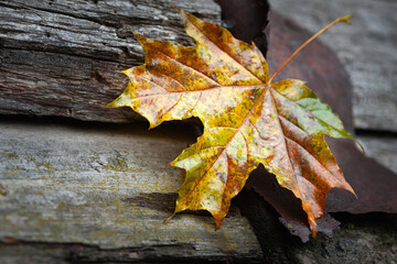 Wet maple leaf. Colored fallen leaf. Withering leaf close-up. Country style. Selective focus