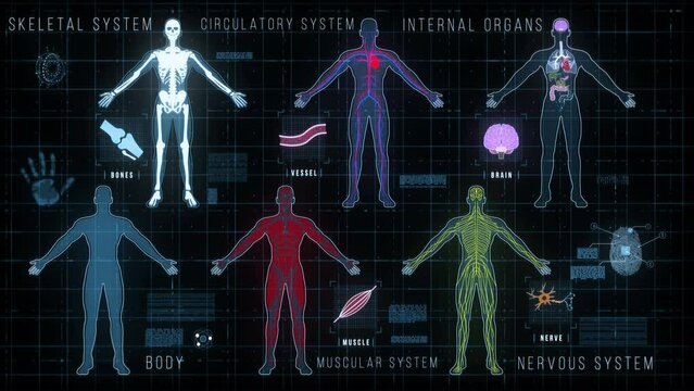 Medical display screen with body shape, skeletal, muscular, circulatory, nervous systems, internal organs, icons and high tech elements.