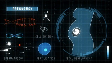 Futuristic HUD Medical Screen with animated pregnant belly, fetal development, fertilization, cell division, dna, fertilization, spermatozoon. - Powered by Adobe