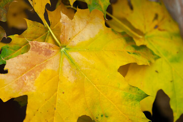 Wet maple leaf. Texture of a fallen leaf. Withering leaf close-up. Rainy weather. Selective focus