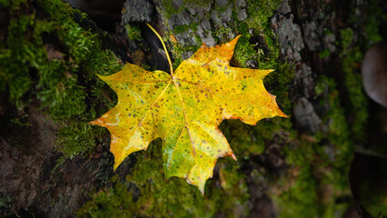 Wet maple leaf. Colorful fallen leaf. Fading leaf close-up. Country style. Rainy weather. Selective focus