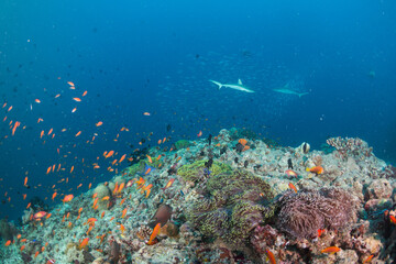 Fototapeta na wymiar Two Sharks Swimming Next To The Colorful Reef