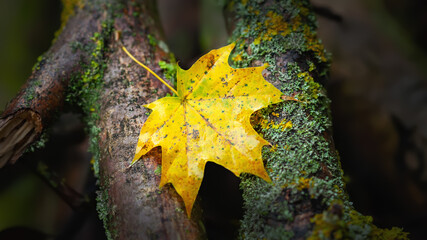 Wet maple leaf. Yellow fallen leaf. Withering leaf close-up. Country style. Rainy weather. Selective focus