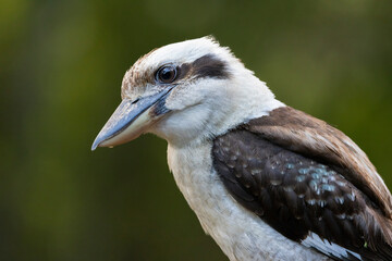 Close up of a laughing Kookaburra perched in natural native habitat