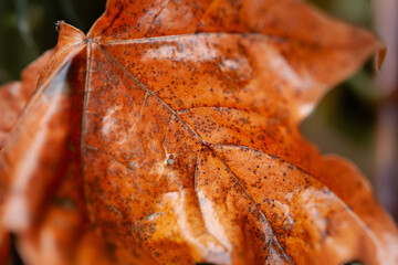 Wet maple leaf. Brown fallen leaf. Fading leaf close-up. Texture of details. Rainy weather....