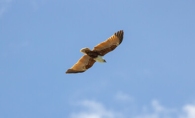 Brahminy kite also known as red-backed sea-eagle seen in flight in natural native habitat, eastern Australia,